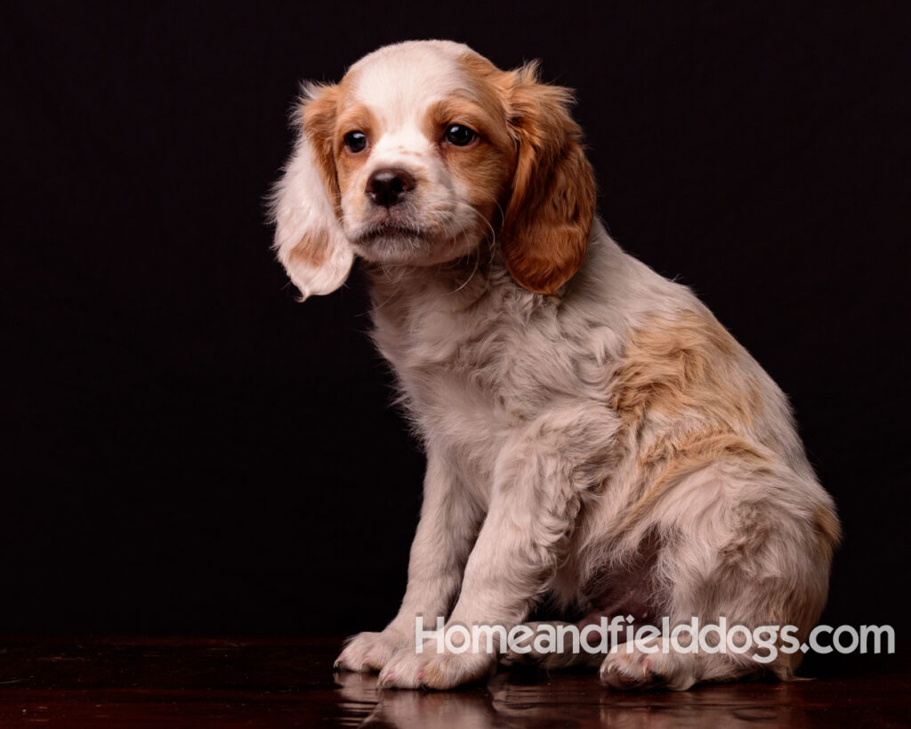 French Brittany puppies for sale having their pictures taken in the studio