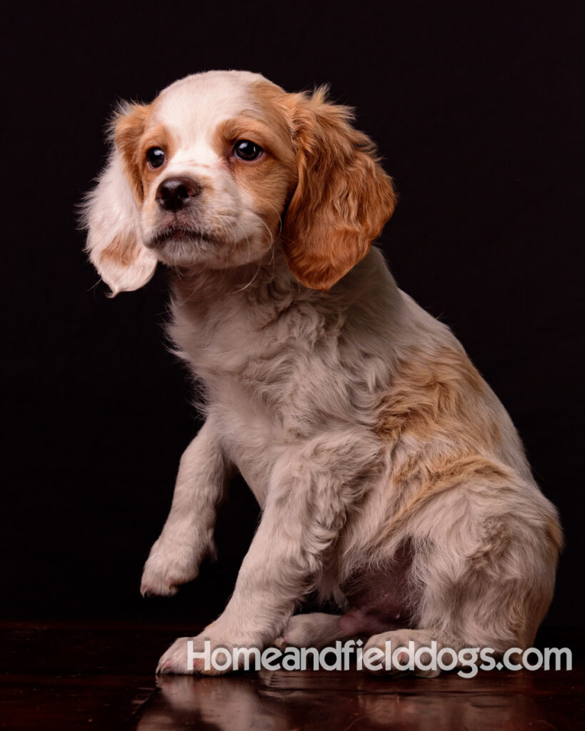 French Brittany puppies for sale having their pictures taken in the studio