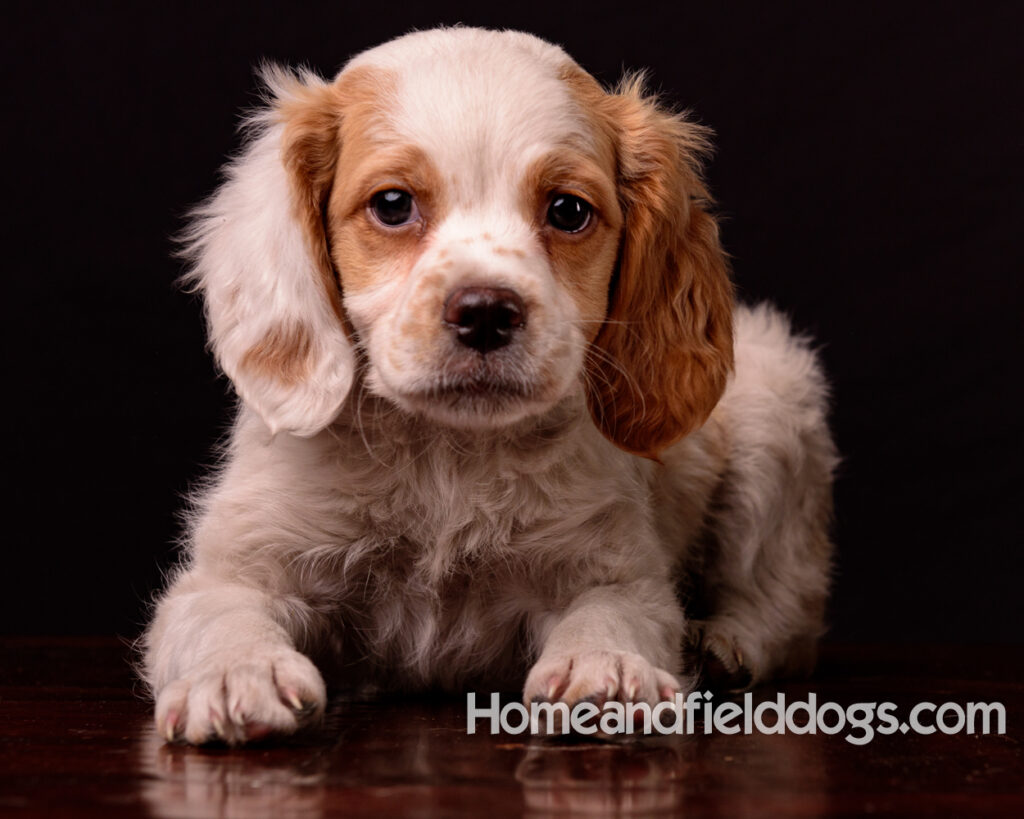 French Brittany puppies for sale having their pictures taken in the studio