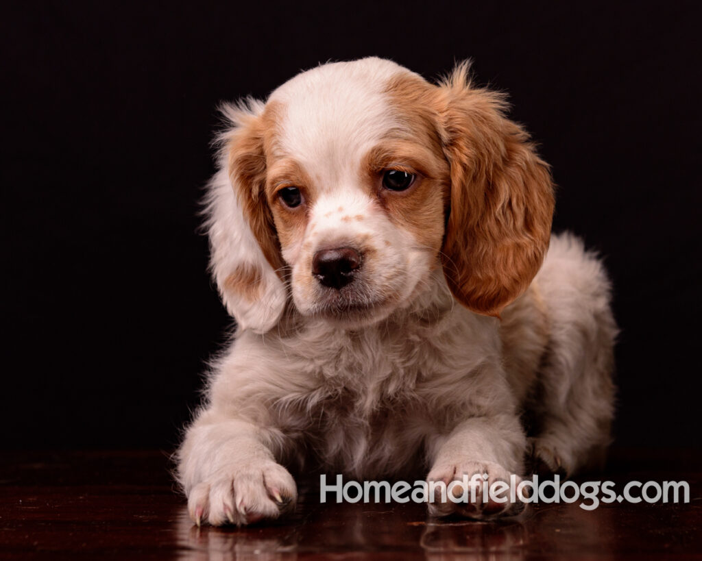 French Brittany puppies for sale having their pictures taken in the studio