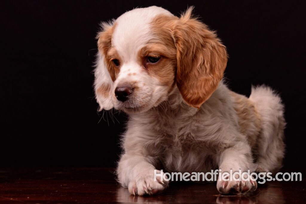 French Brittany puppies for sale having their pictures taken in the studio