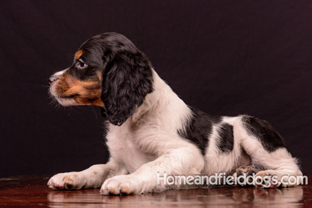 French Brittany puppies for sale having their pictures taken in the studio