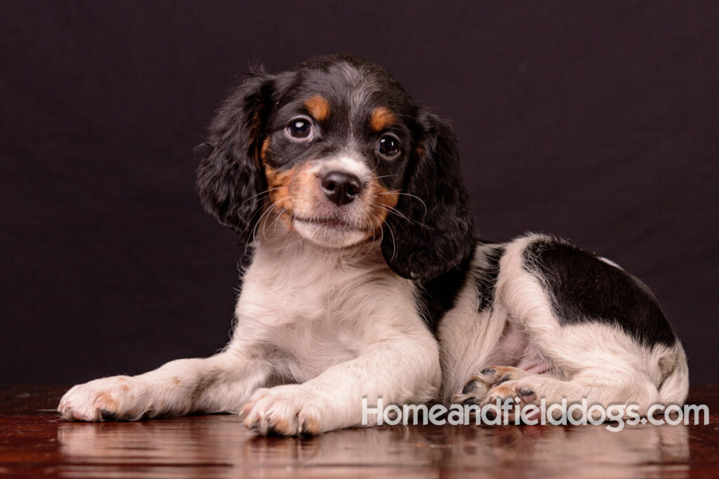 French Brittany puppies for sale having their pictures taken in the studio