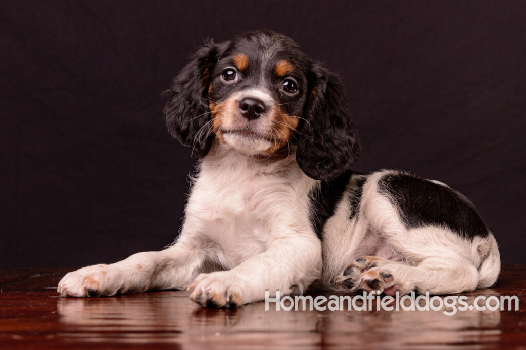 French Brittany puppies for sale having their pictures taken in the studio