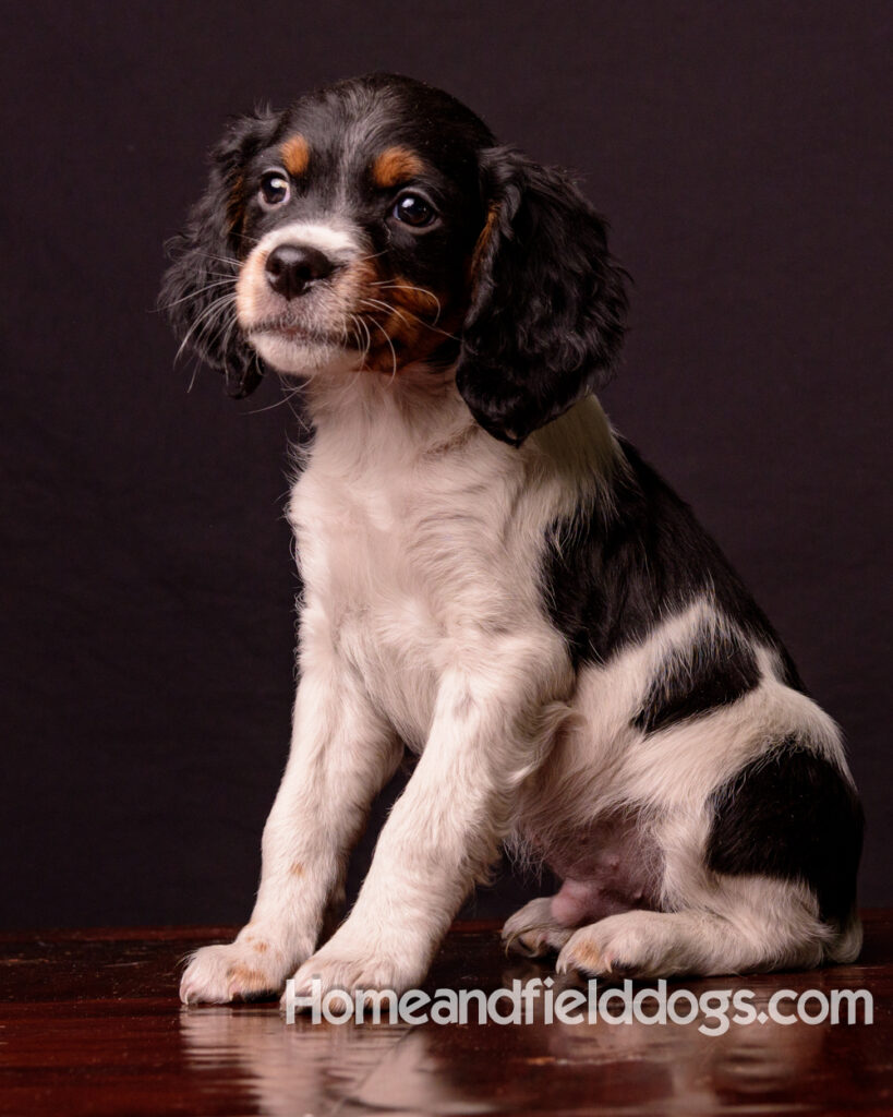 French Brittany puppies for sale having their pictures taken in the studio