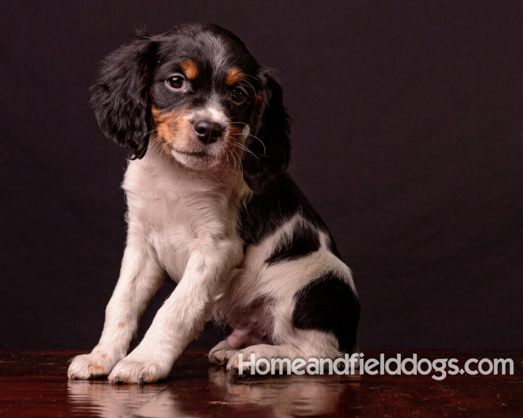 French Brittany puppies for sale having their pictures taken in the studio