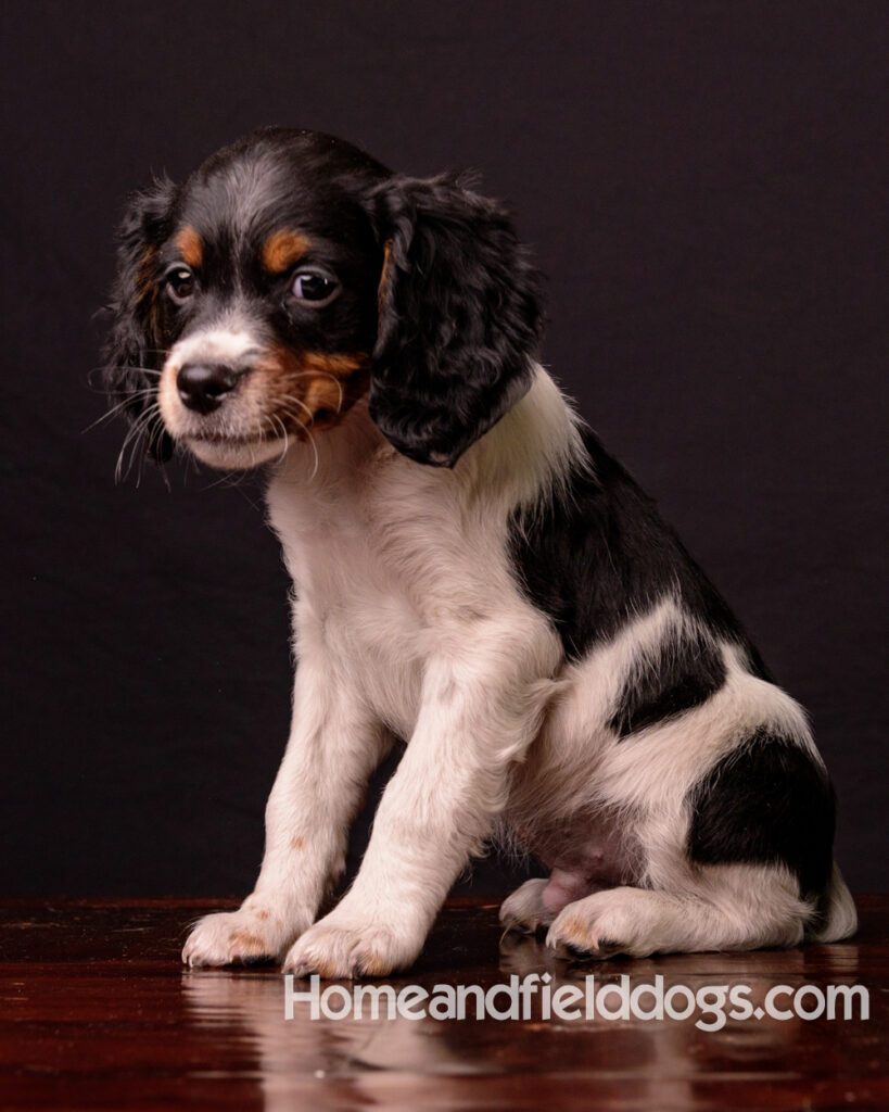 French Brittany puppies for sale having their pictures taken in the studio