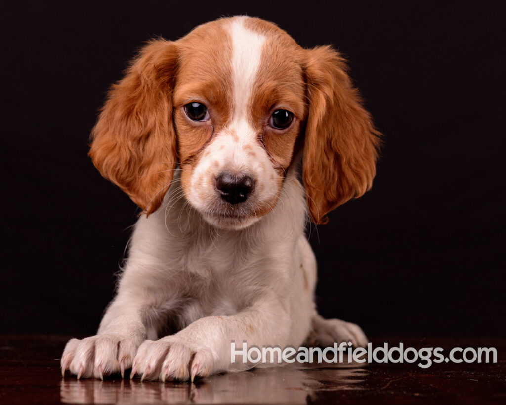 French Brittany puppies for sale having their pictures taken in the studio