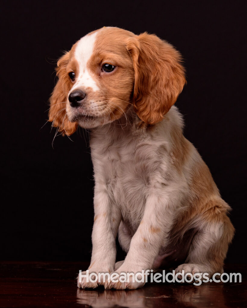 French Brittany puppies for sale having their pictures taken in the studio