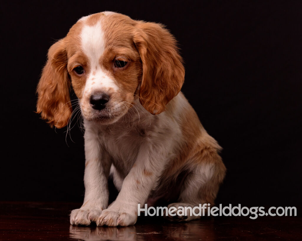 French Brittany puppies for sale having their pictures taken in the studio