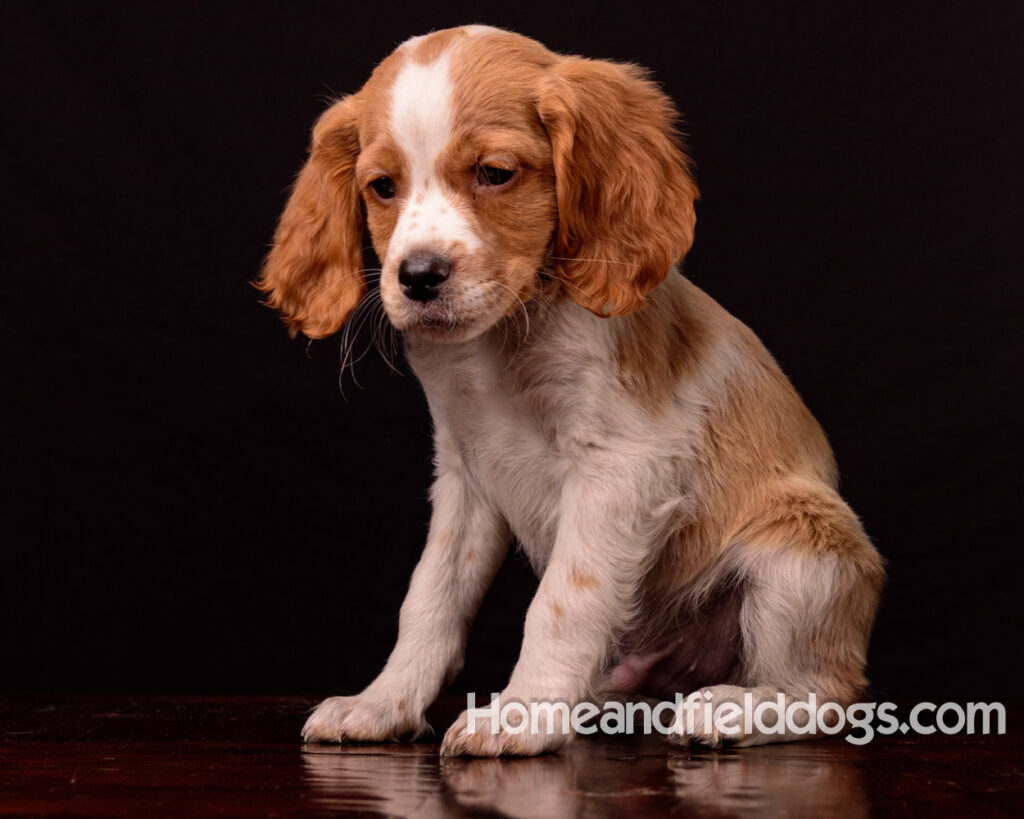 French Brittany puppies for sale having their pictures taken in the studio