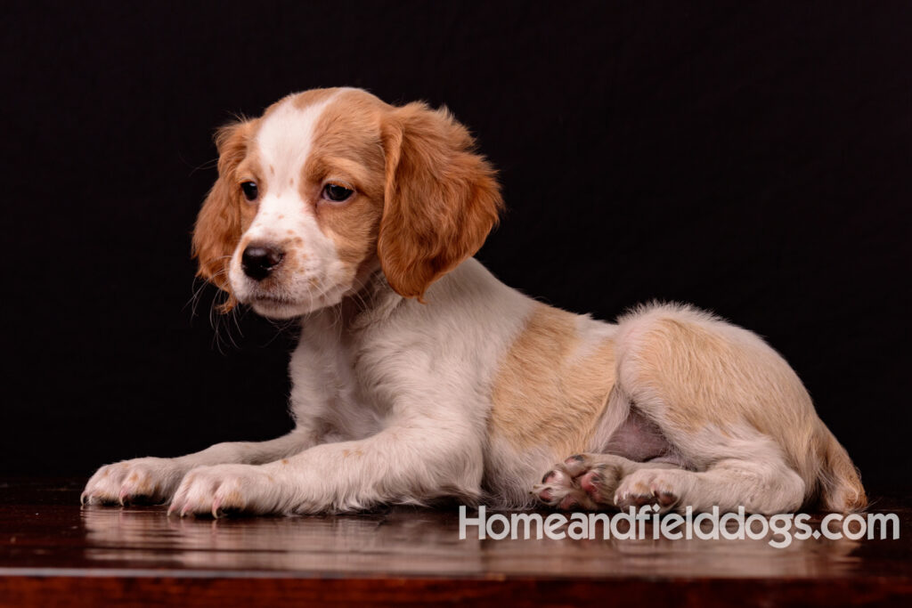 French Brittany puppies for sale having their pictures taken in the studio