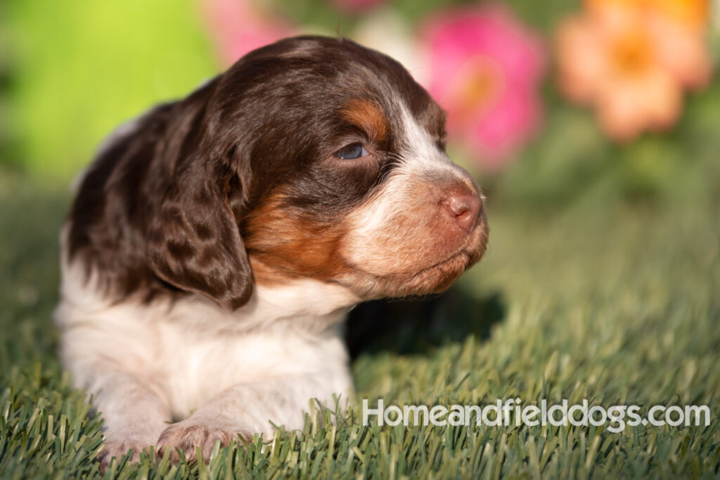 Liver tricolor French Brittany newborn puppies