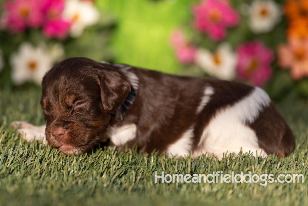 Liver tricolor French Brittany newborn puppies