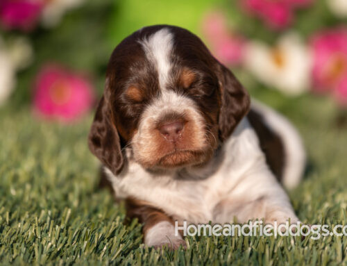 When Do French Brittany Puppies Open Their Eyes? An Engaging Guide for Breeders and New Owners