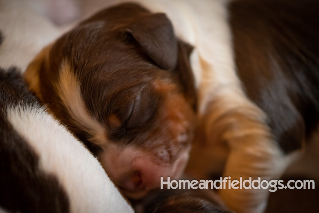 Newborn French brittany puppies for sale