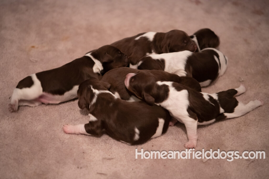 Newborn French brittany puppies for sale