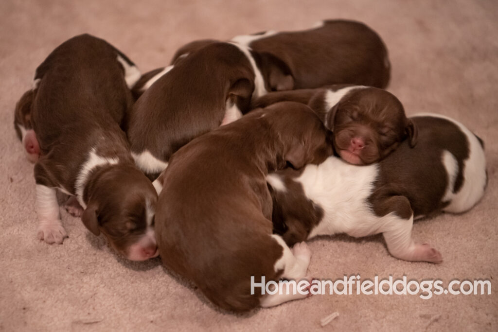 Newborn French brittany puppies for sale