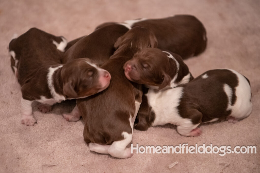 Newborn French brittany puppies for sale