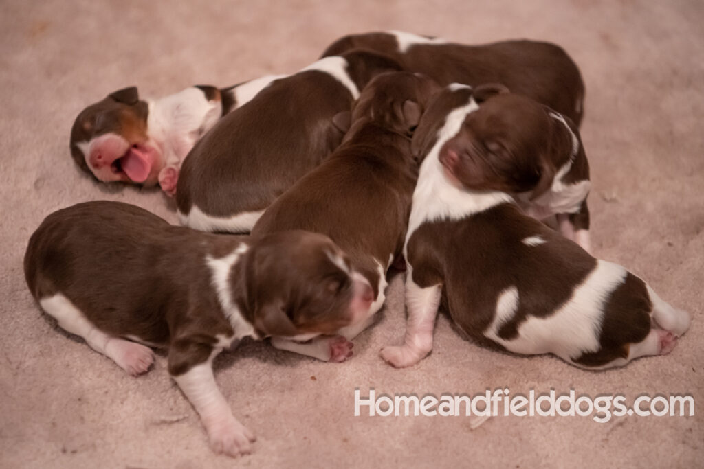 Newborn French brittany puppies for sale