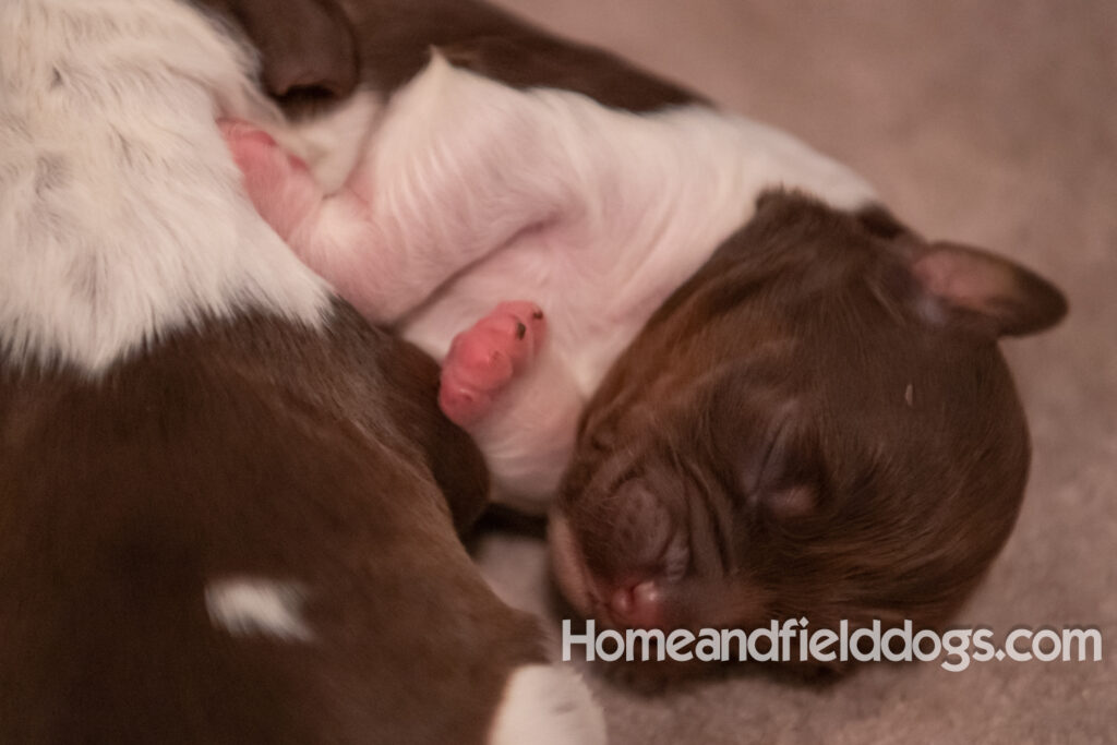 Newborn French brittany puppies for sale