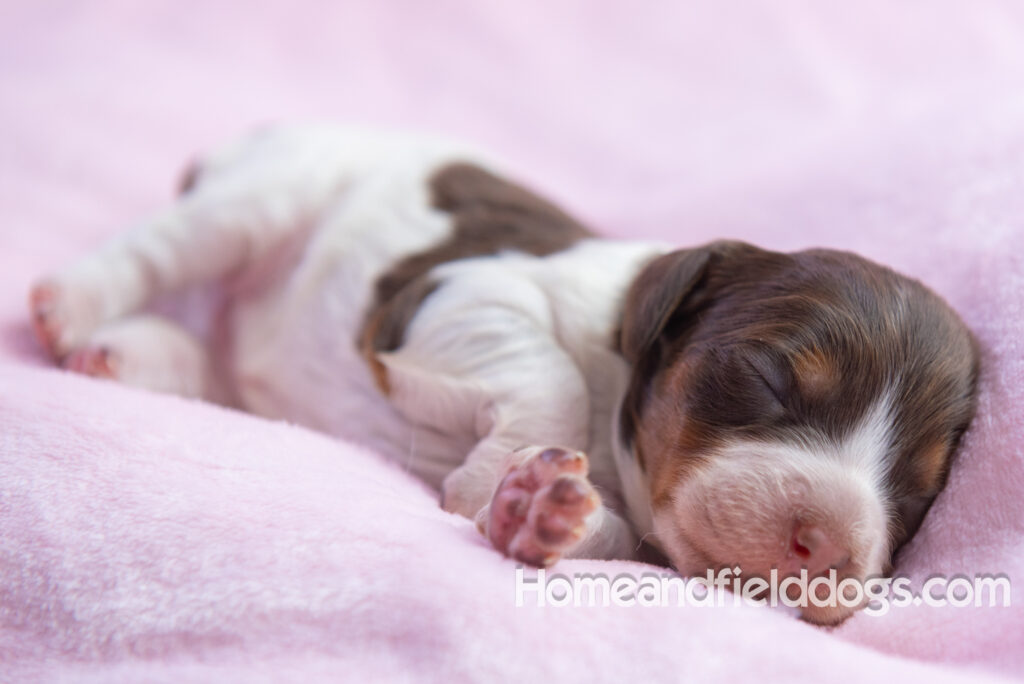 Newborn French brittany puppies for sale