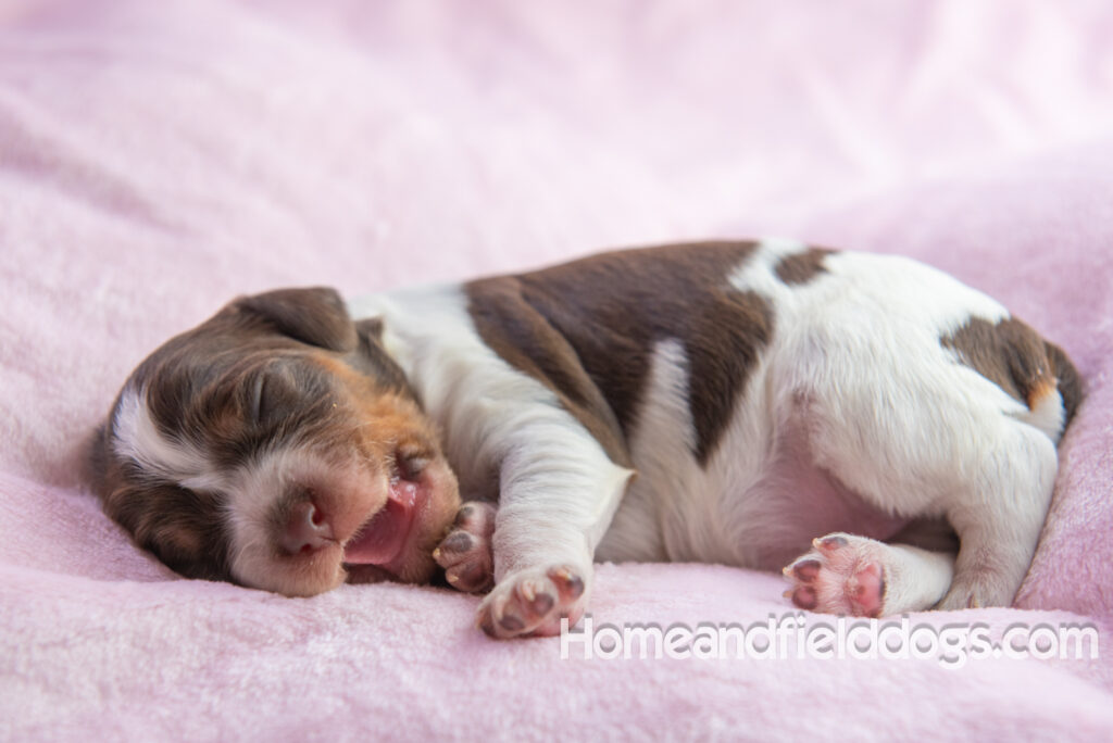 Newborn French brittany puppies for sale