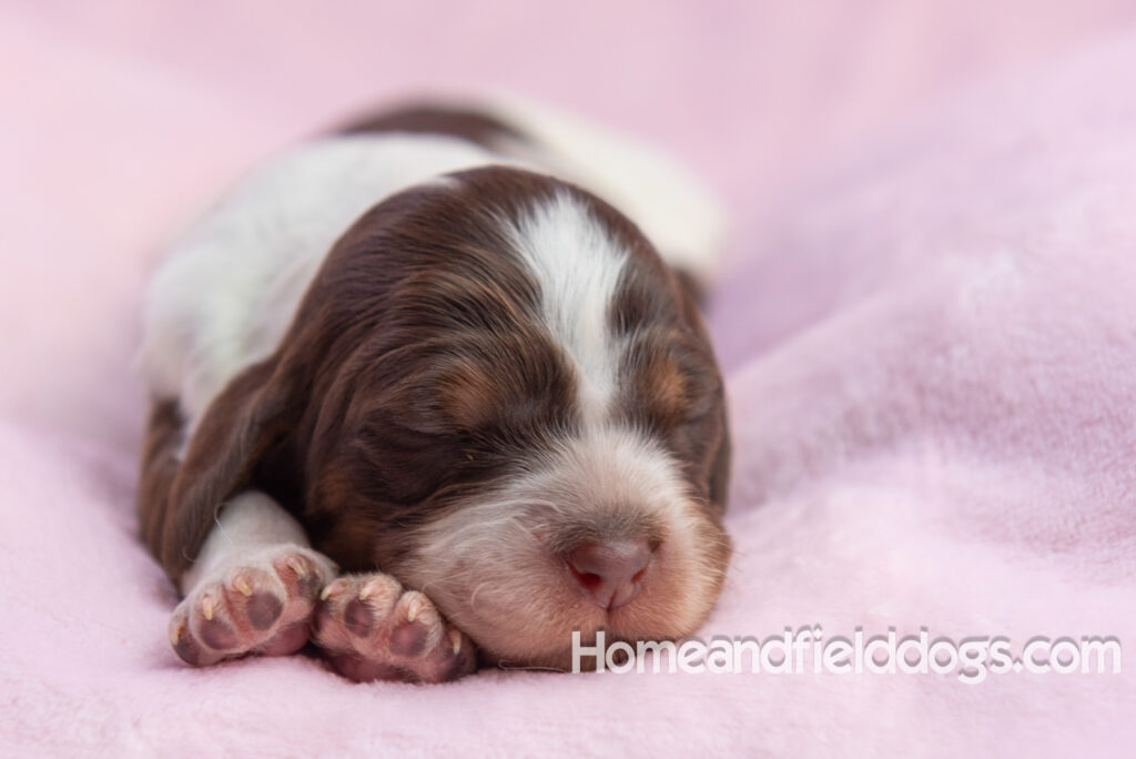 Newborn French brittany puppies for sale