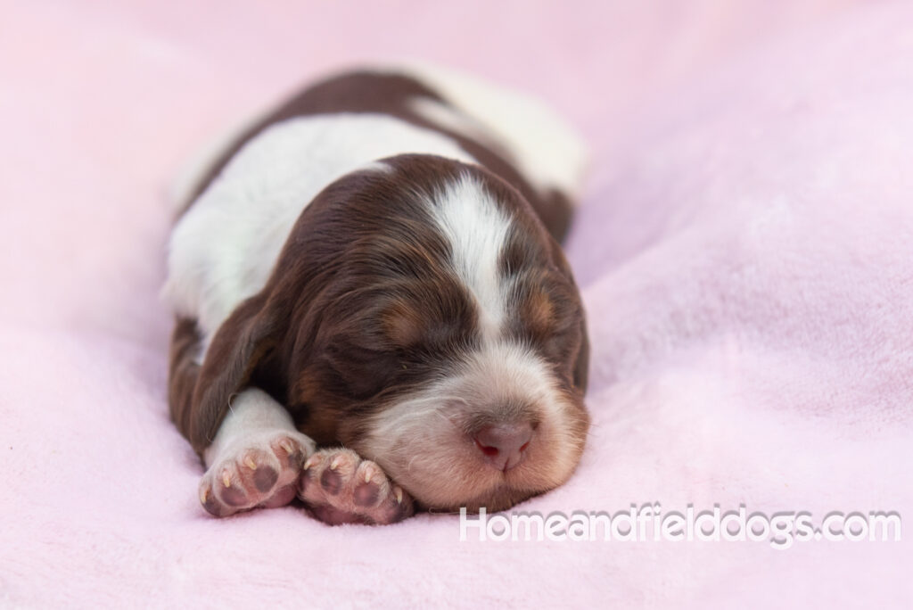 Newborn French brittany puppies for sale