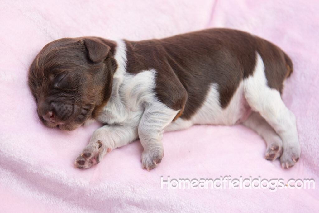 Newborn French brittany puppies for sale