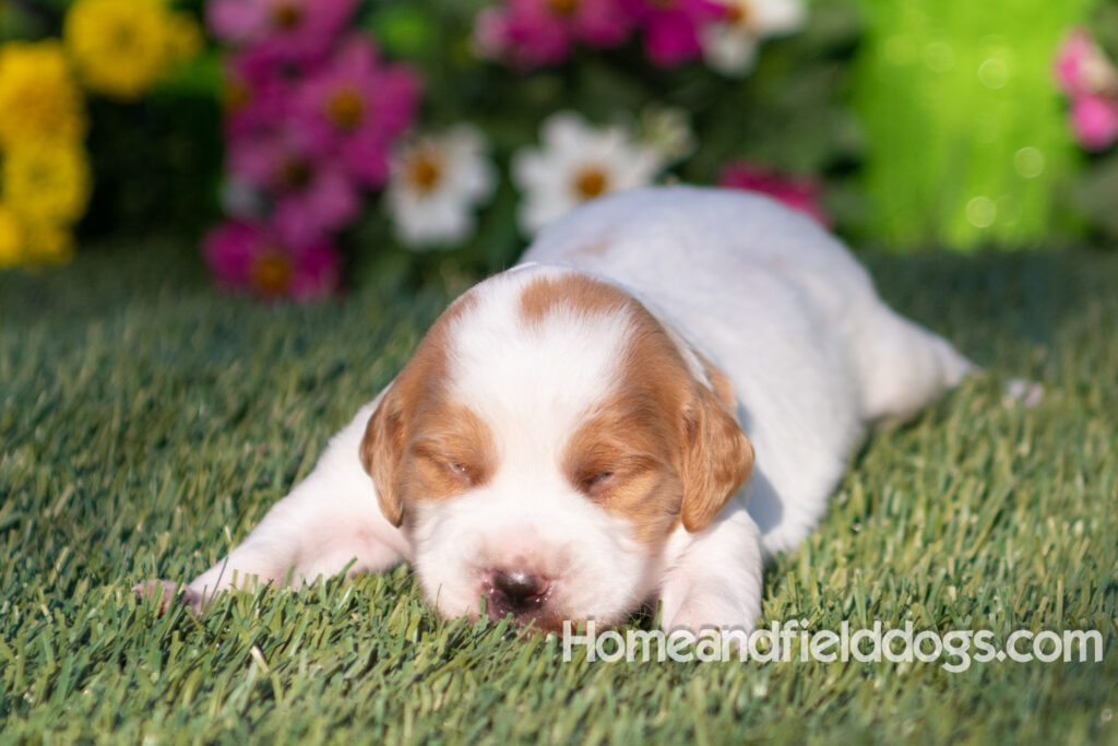 Baby French Brittany puppies two weeks old