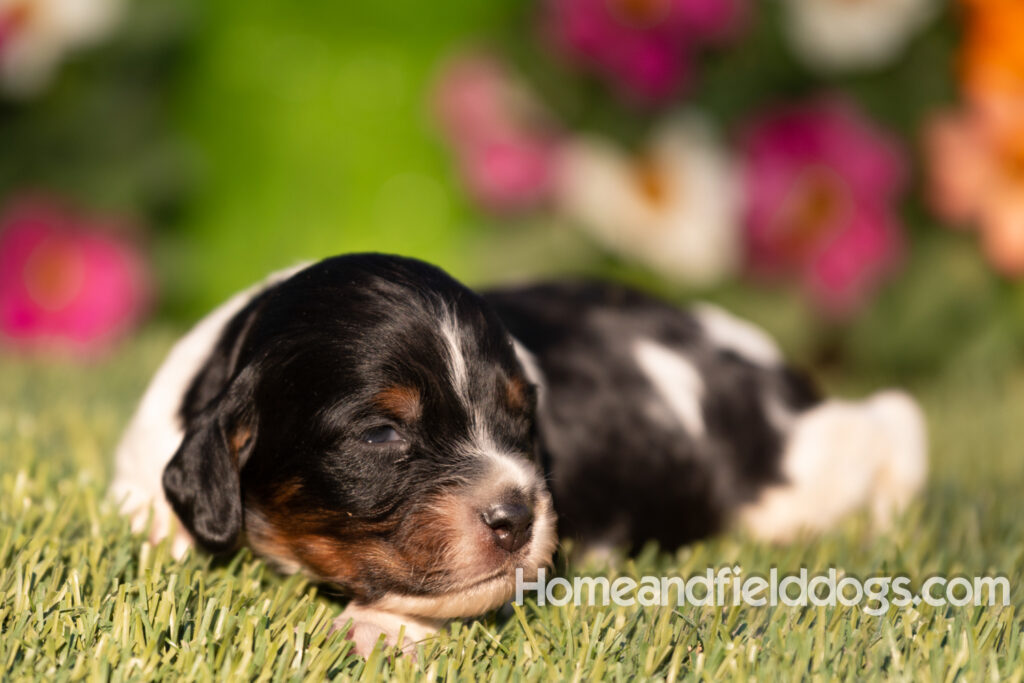 Baby French Brittany puppies two weeks old