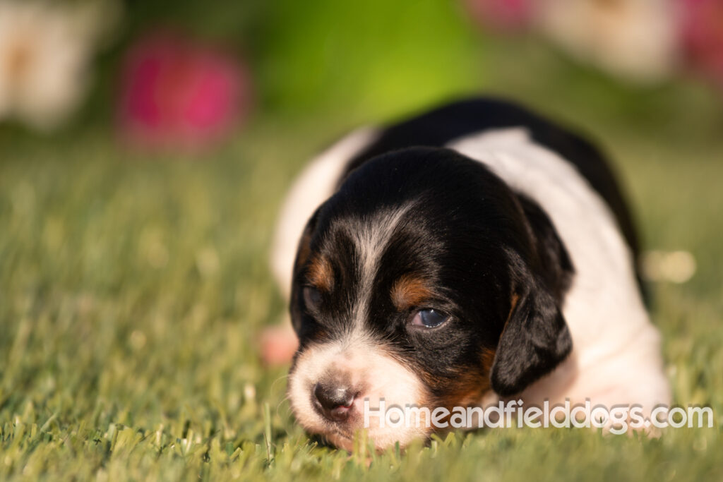 Baby French Brittany puppies two weeks old