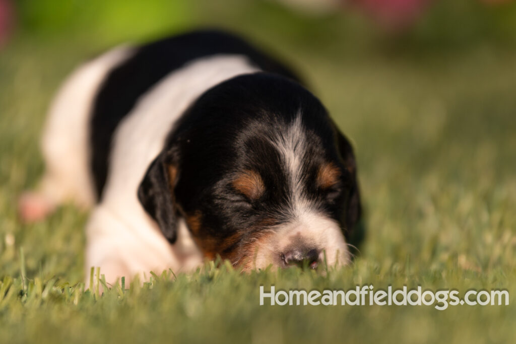 Baby French Brittany puppies two weeks old