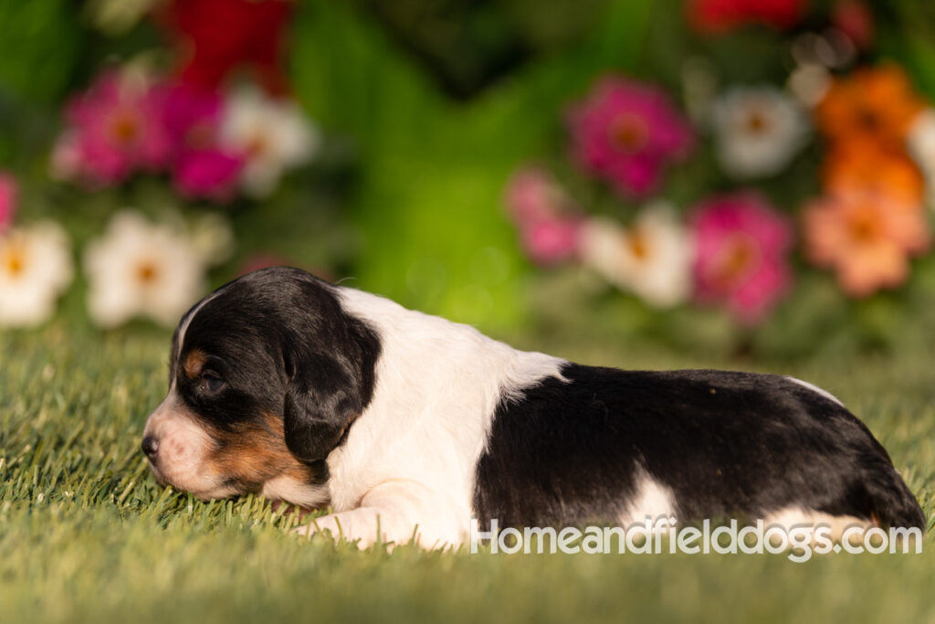 Baby French Brittany puppies two weeks old