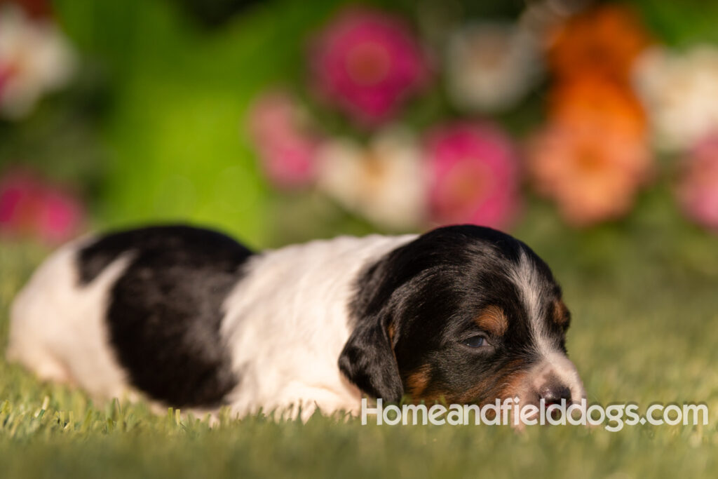 Baby French Brittany puppies two weeks old