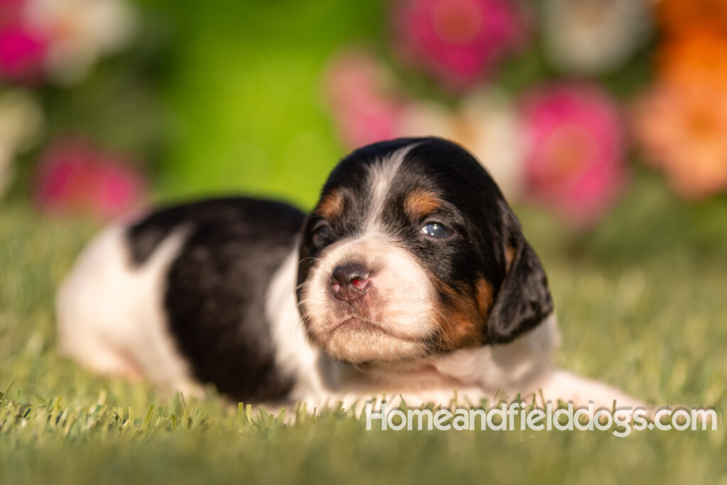 Baby French Brittany puppies two weeks old