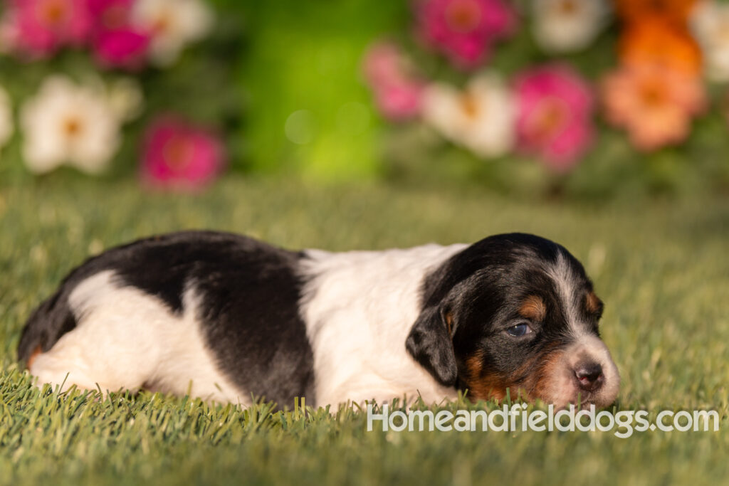 Baby French Brittany puppies two weeks old