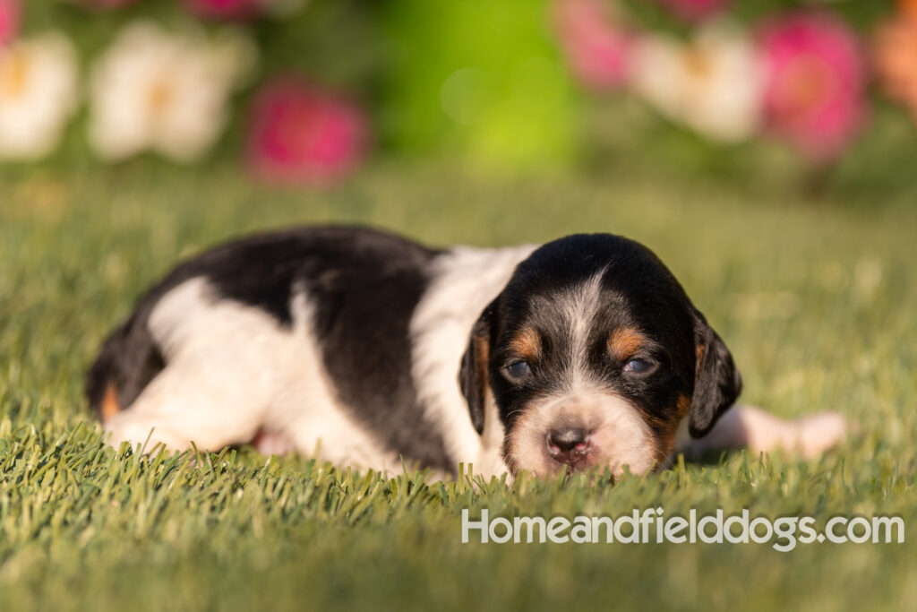 Baby French Brittany puppies two weeks old