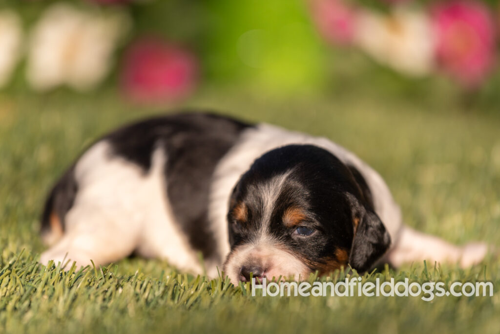 Baby French Brittany puppies two weeks old