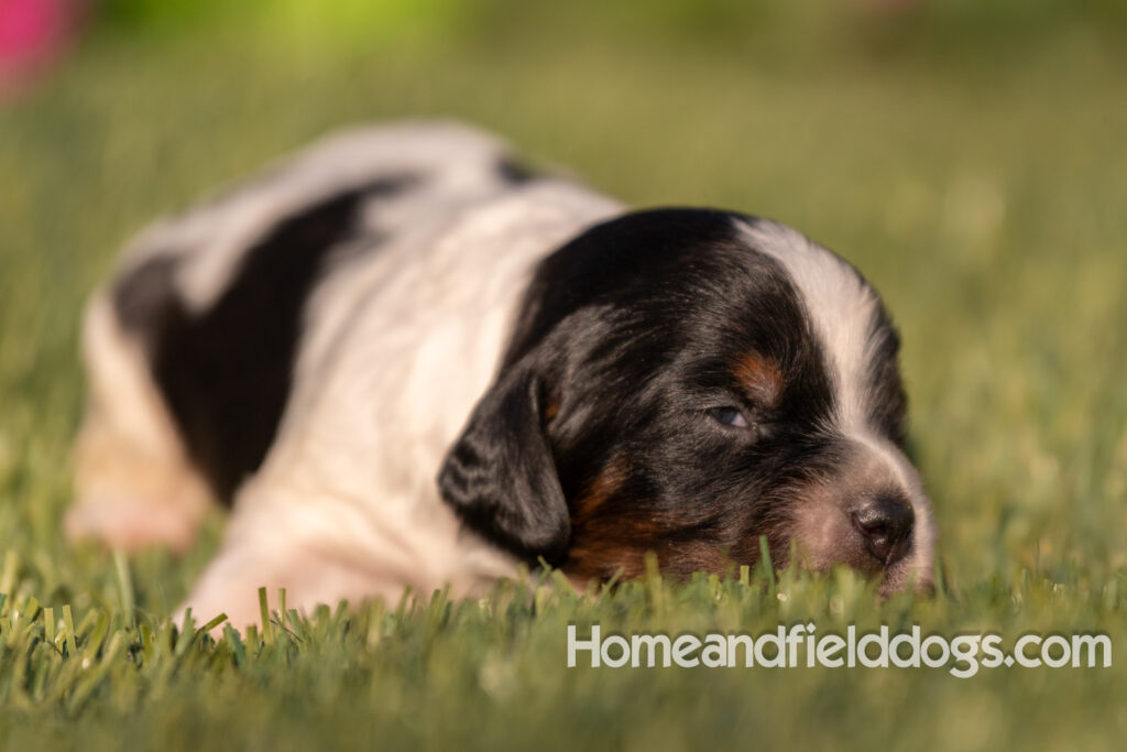 Baby French Brittany puppies two weeks old