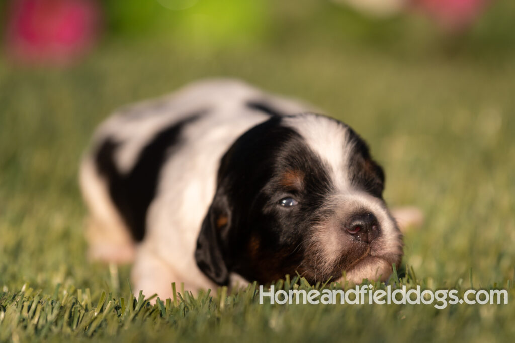 Baby French Brittany puppies two weeks old