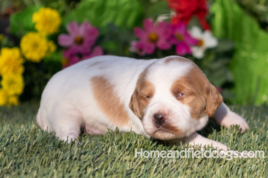 Baby French Brittany puppies two weeks old