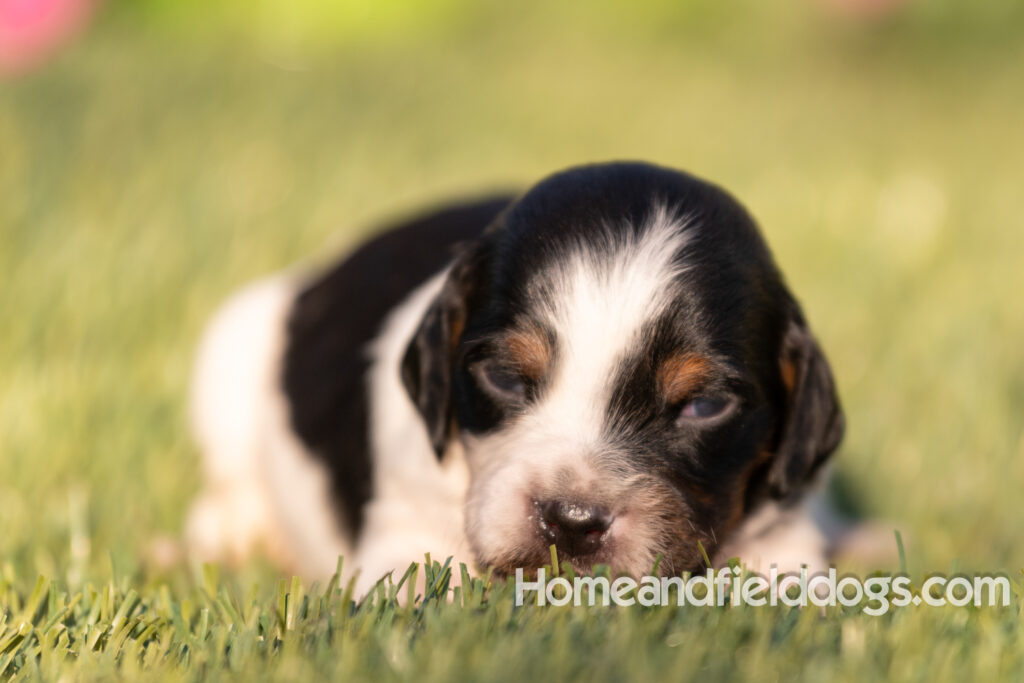 Baby French Brittany puppies two weeks old