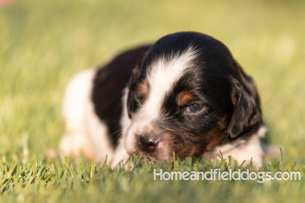 Baby French Brittany puppies two weeks old