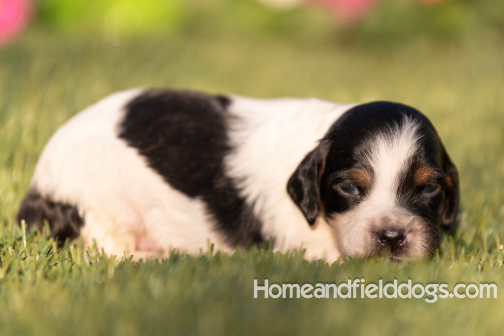 Baby French Brittany puppies two weeks old