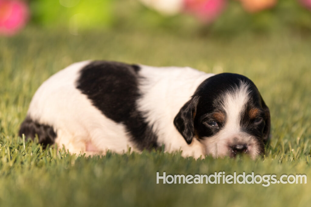 Baby French Brittany puppies two weeks old