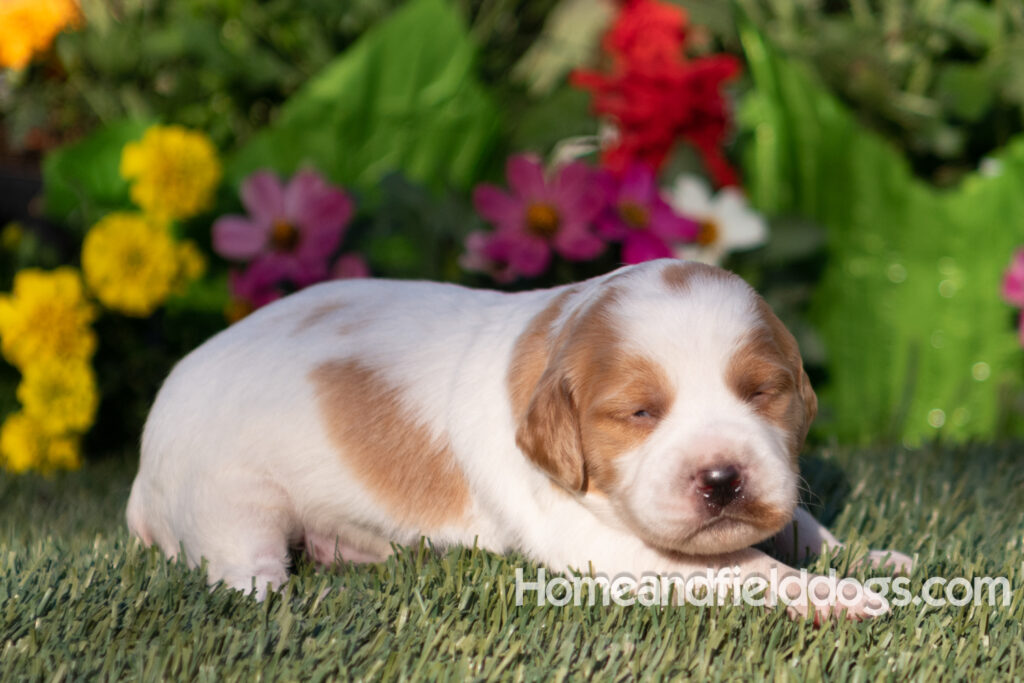 Baby French Brittany puppies two weeks old