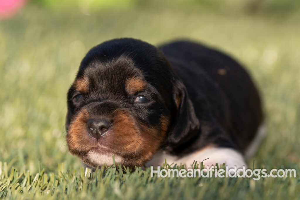 Baby French Brittany puppies two weeks old