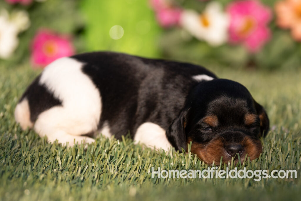 Baby French Brittany puppies two weeks old